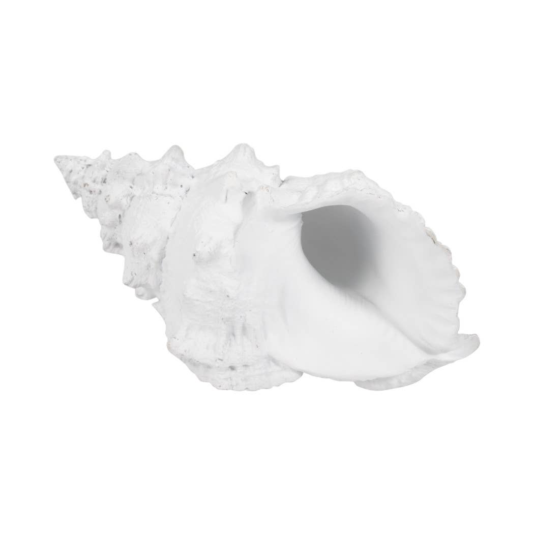 White Coastal Solid Conch Shell