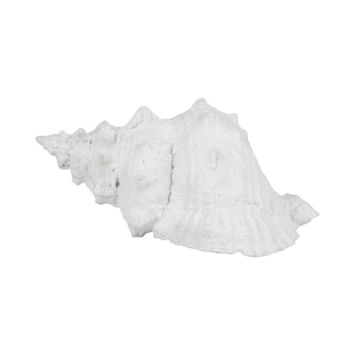 White Coastal Solid Conch Shell