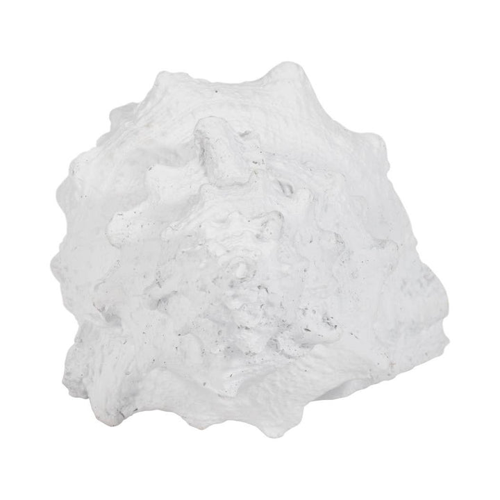 White Coastal Solid Conch Shell